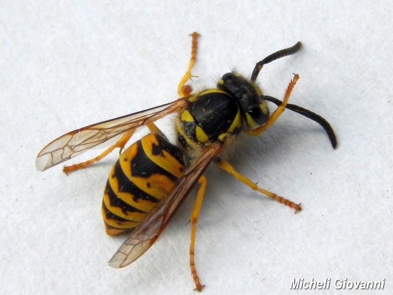 Vespula germanica.